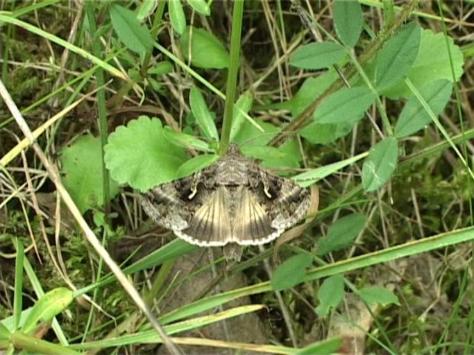 Gammaeule ( Autographa gamma ) : Am Niederrhein, Biotop, 20.05.2007 